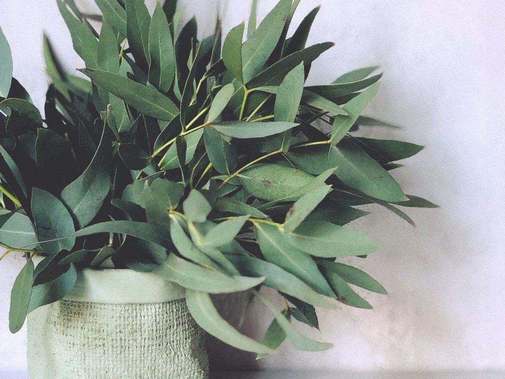 Eucalyptus-for-cleaning